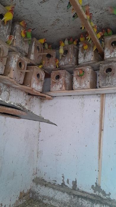 Pui agaponis rosencolis