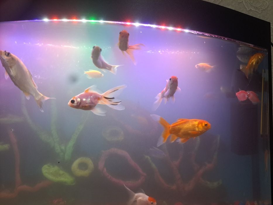 Акварийум холати зур  баликлари  билан ва абародиновалари билан