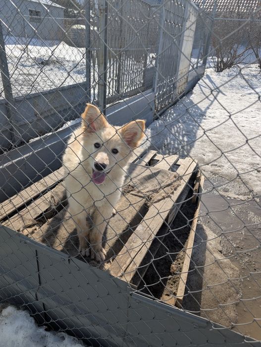 Очаровательный пёсик ищет дом