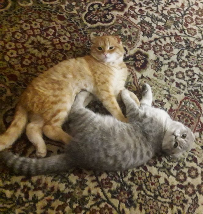 Skotish mushukchalari