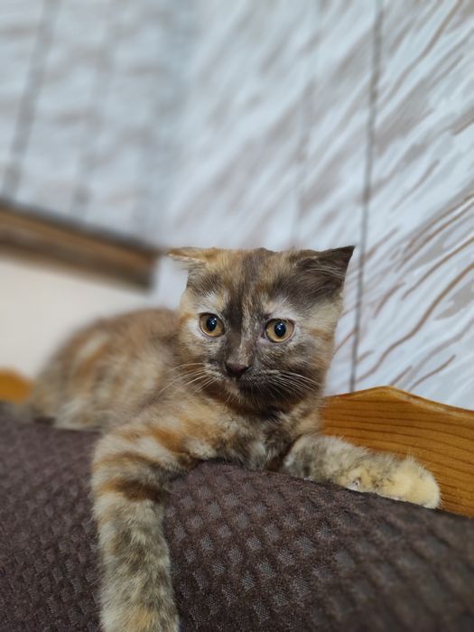 Продаю котят Скотиш Фолд и Скотиш страйт от правильной вязки.