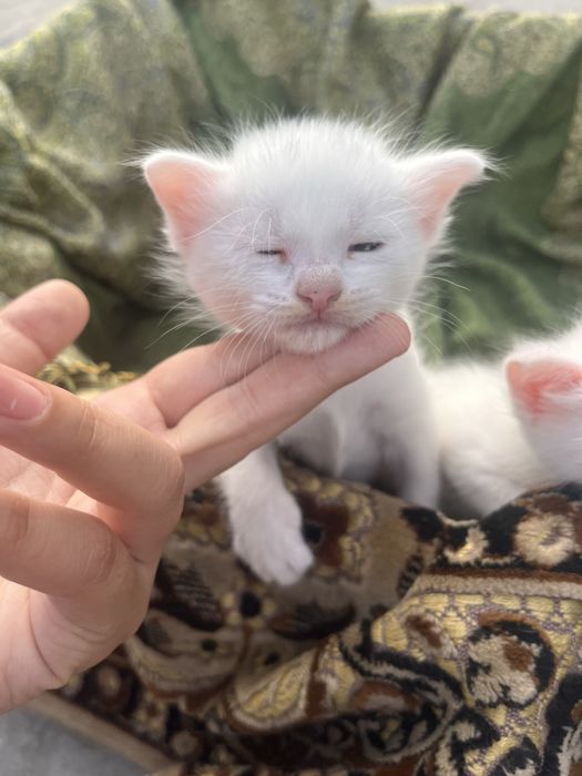 Отад котят в хорошие руки