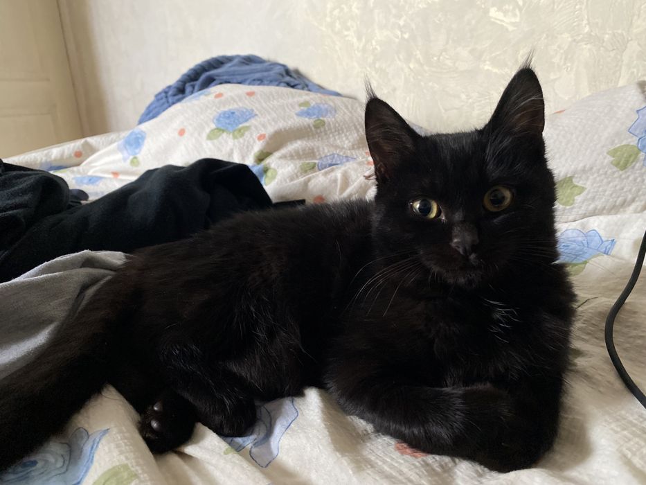 Отдам. Даром кошку