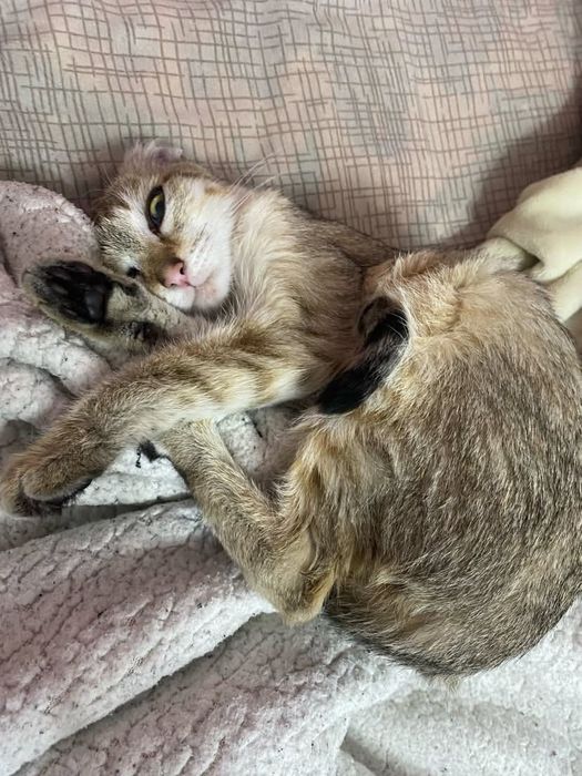 Кошечка ищет дом