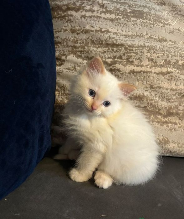 Рагдол Регдол /Ragdoll