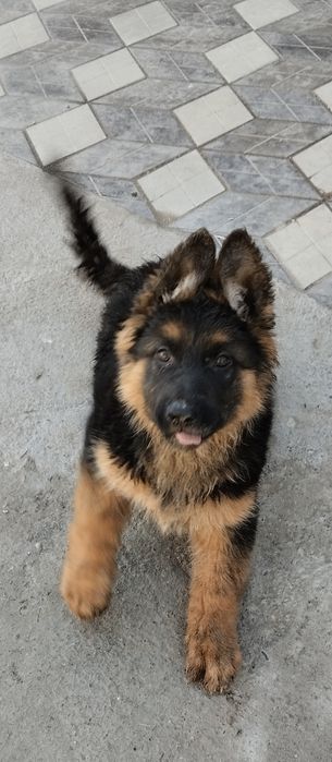 Немецкая овчарка