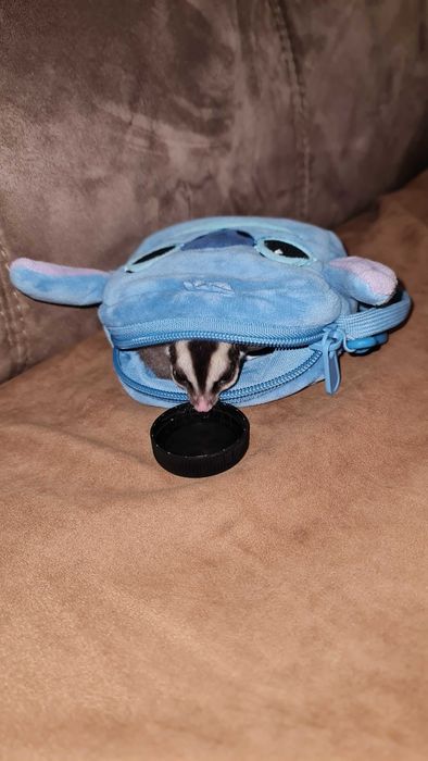 Veverita zburatoare (Sugar glider)