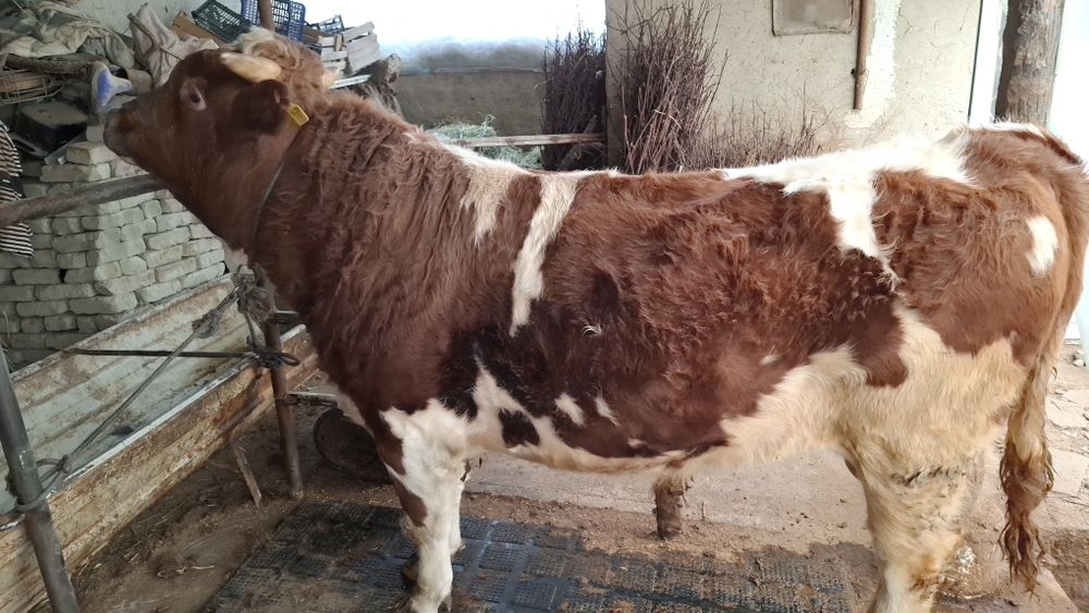 Зотдор Сментал бука сотилади.