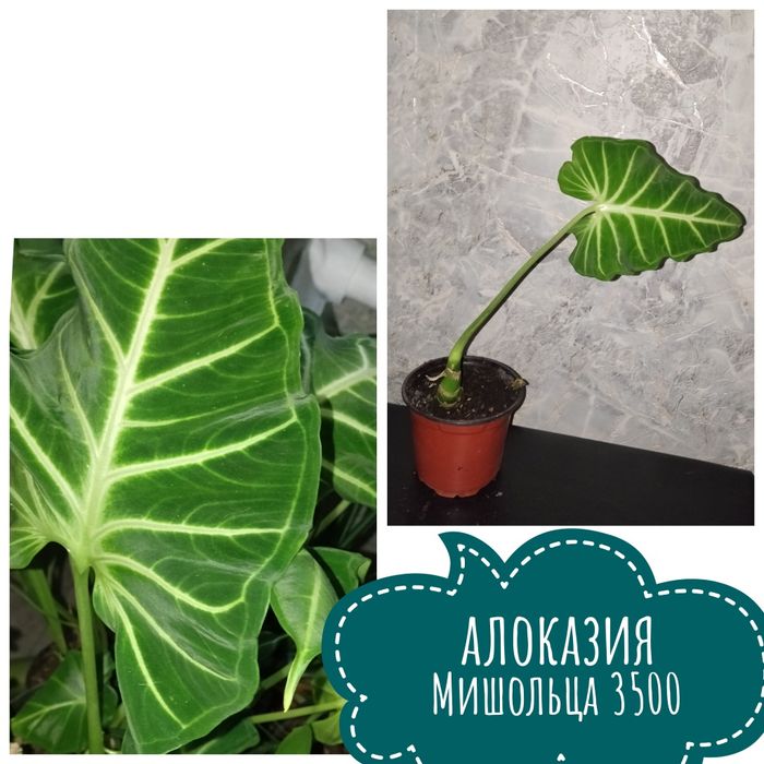 Цветы  комнатные