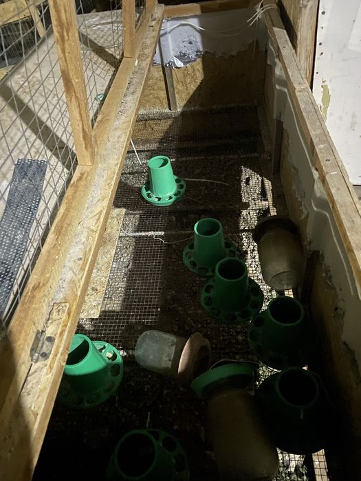 Бөдене , клеткасы сатылады .