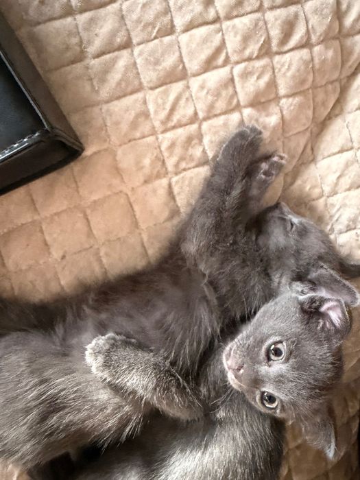 котята кошки коты