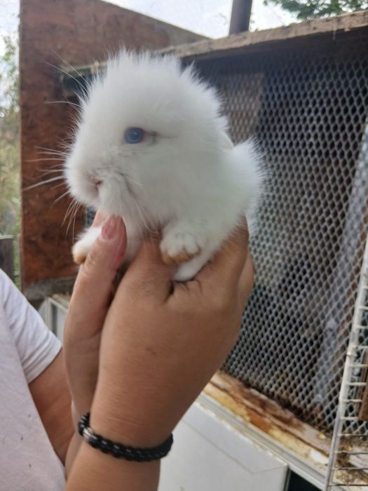 Puiuți  iepurasi rasa pitic olandez