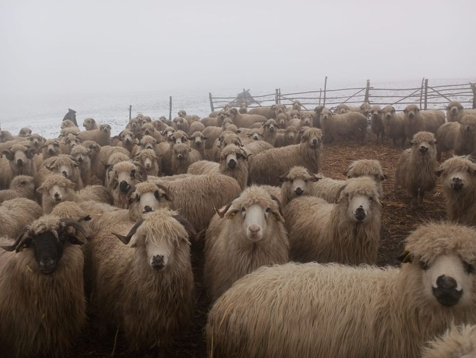 Vând oi productive si tinere