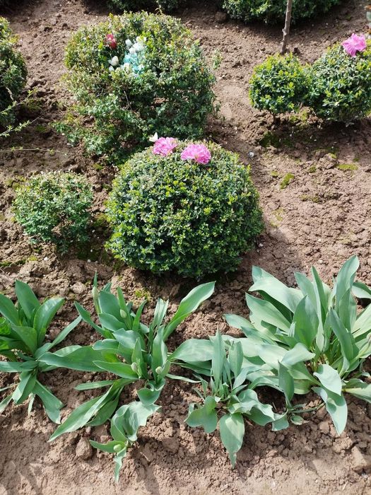 Лола кучатлари сотилади тупи илдизи билан Тюльпаны красные с луковицой