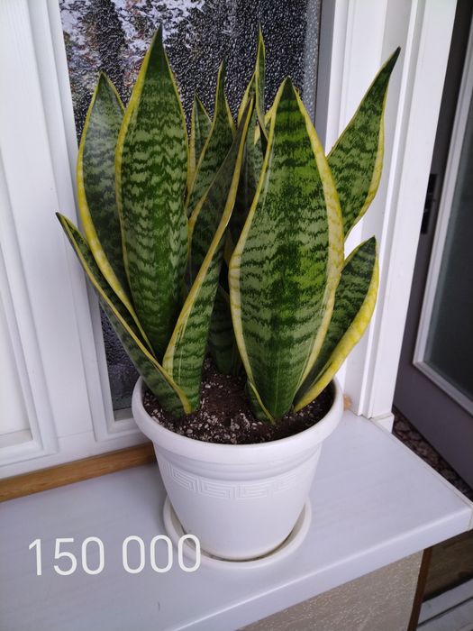 Сансевиерия продаётся