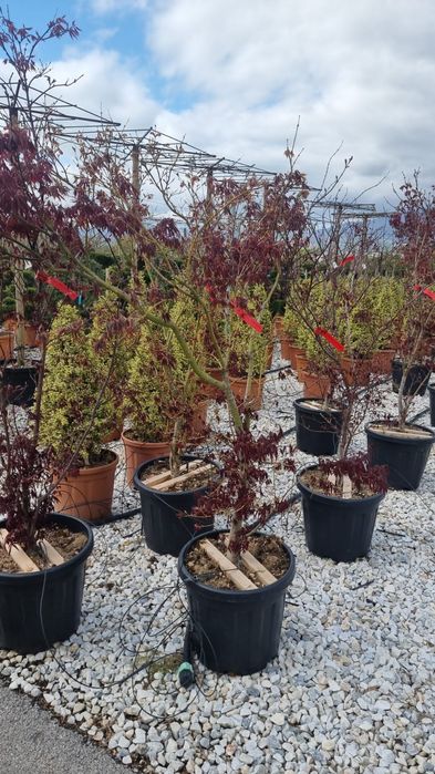 Leylandi pon pon- spirale- globulari- photinia