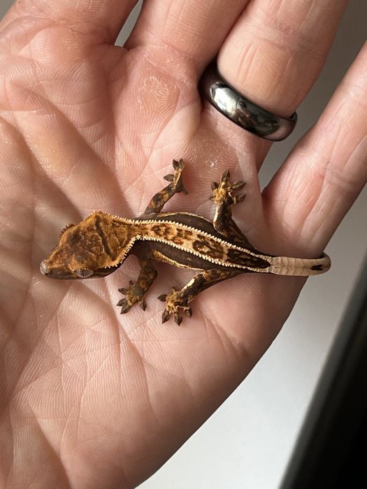 Soparla crested gecko si chahoua gecko