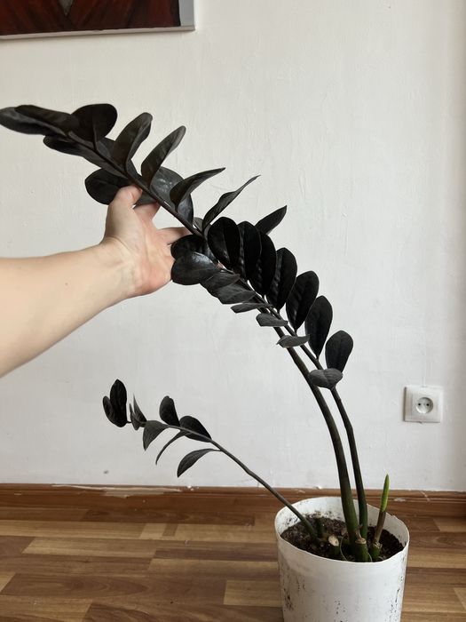 Черный замиокулькас долларовое дерево