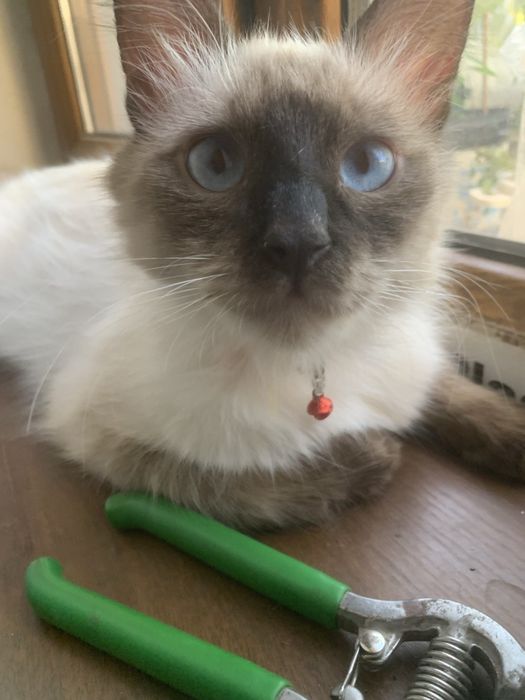 Котенок-siemas colopoint