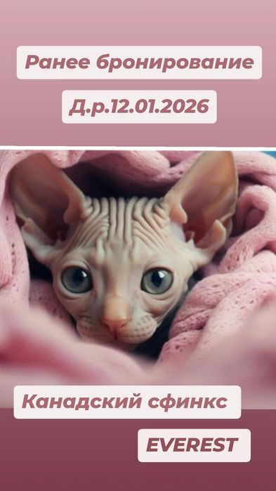 Канадский сфинкс Бронирование!