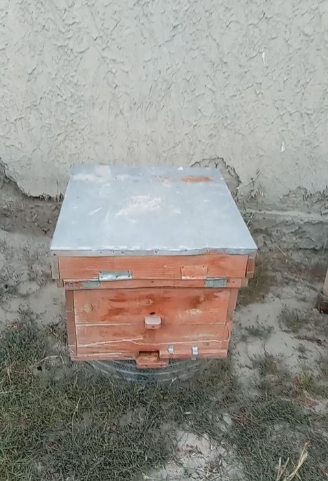 Asalarilar sotiladi, 6 quti asal arilar
