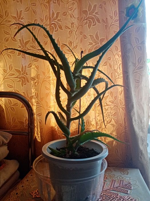 Продам Алое.          .