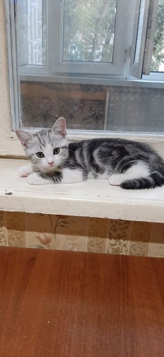 Продается ,Котенок мальчик Скотишь Страйт