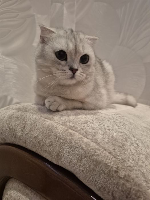 Продаётся кошка шотландская.