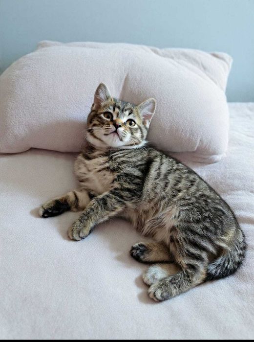 Девочка-котеечка ищет любящий дом!