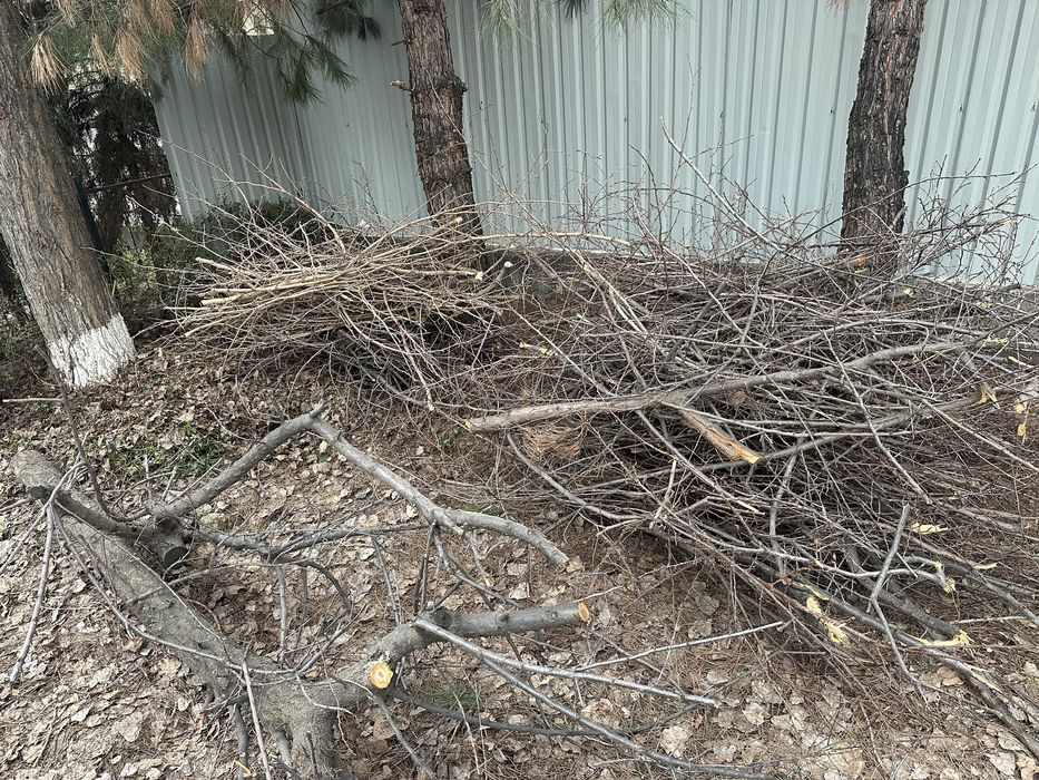 Daraxt shoxlari keb obketsela boldi