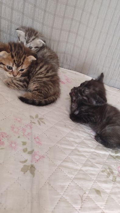 Котята шодландцы
