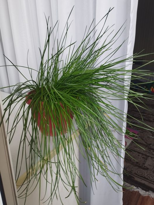 Продам комнатные растения