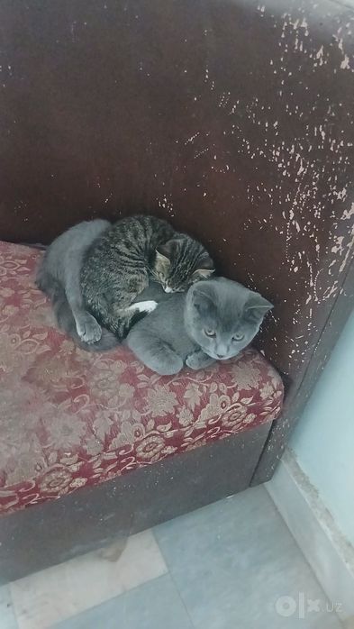 Кошка парода шартрез