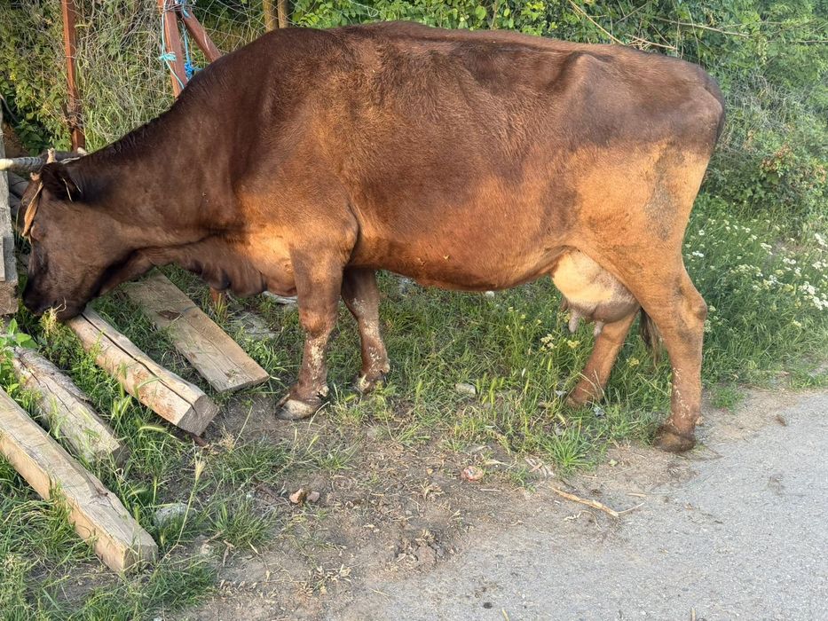 Vaca buna de lapte