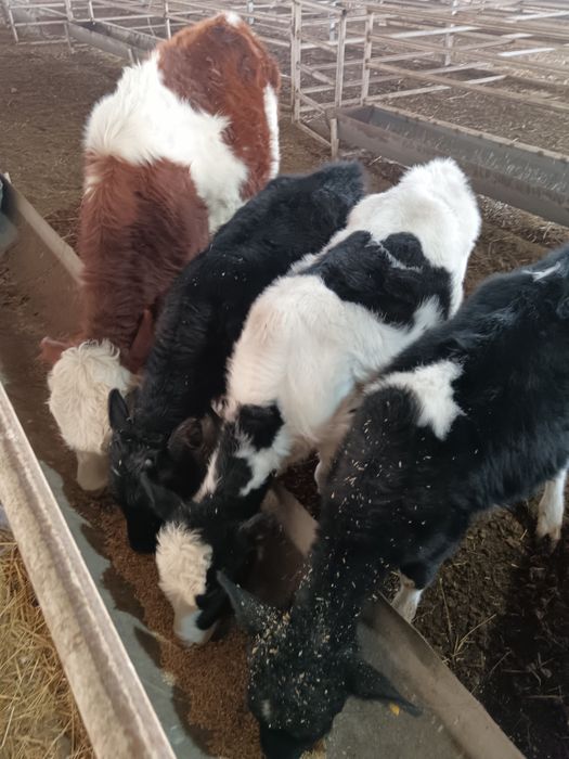 Бузаулар сатылады