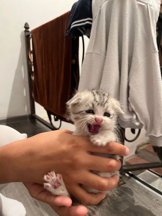 Шотландские вислоухи кот