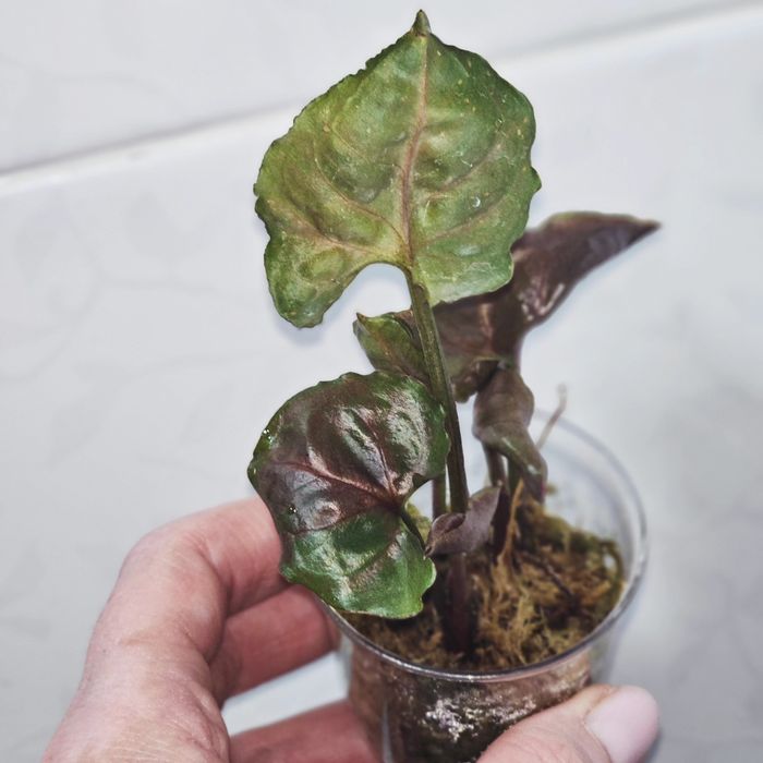 Сингониумы Syngonium