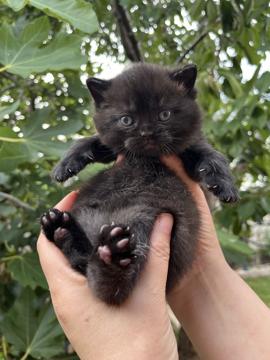 British Shorthair Black