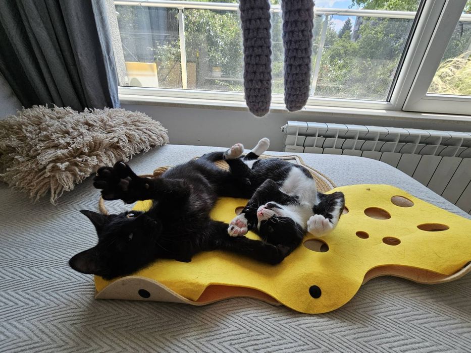 Котенце момченце на 3 месеца търси дом