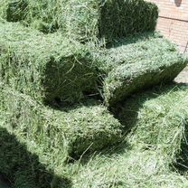 Продам сено люцерны в тюках 1200