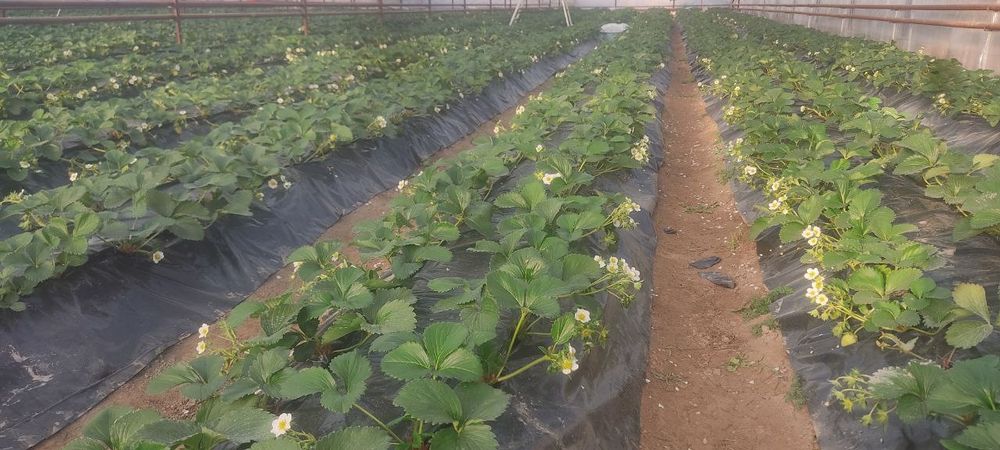 Ховли уй ва теплица сотилади