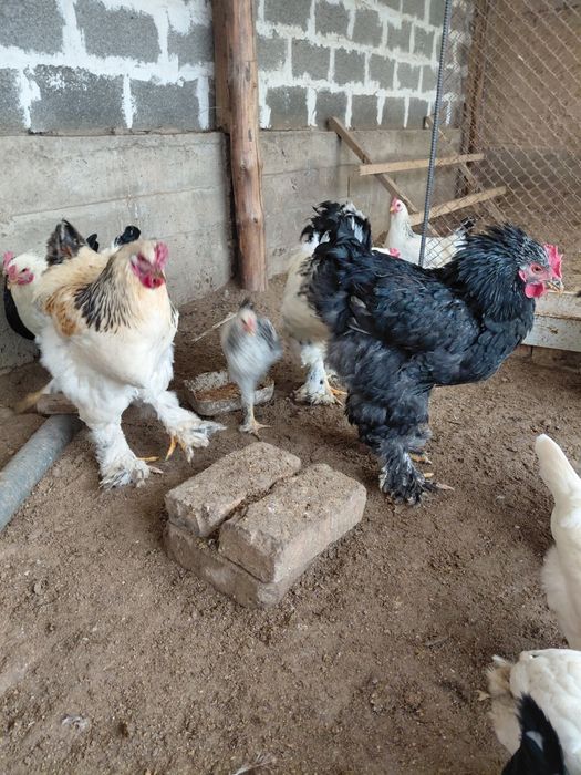 Қораздар Брамма. ЛЕГОРН АДЛЛЕР