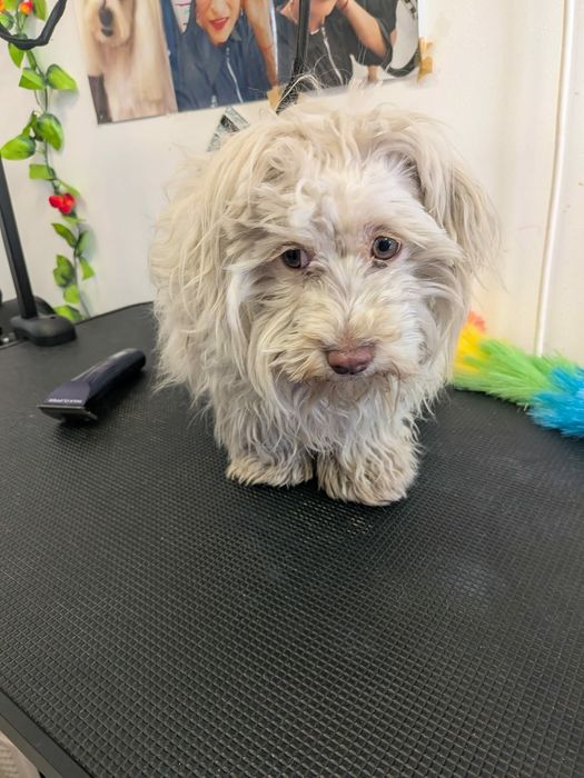 Frizerie Canină AYȘA 120 RON