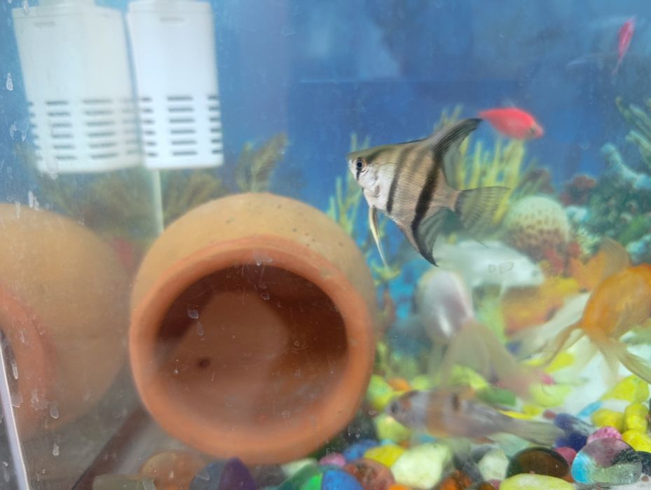 Akvarium baliqlari