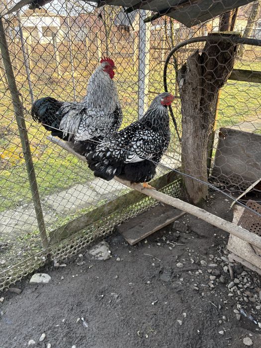 Oua de incubat pui Wyandotte argintiu