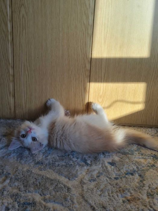 Котёнок в добрые и ответсвенные руки