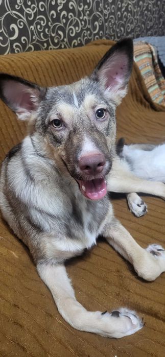 Внимание ! Красавица Малышка ищет дом!