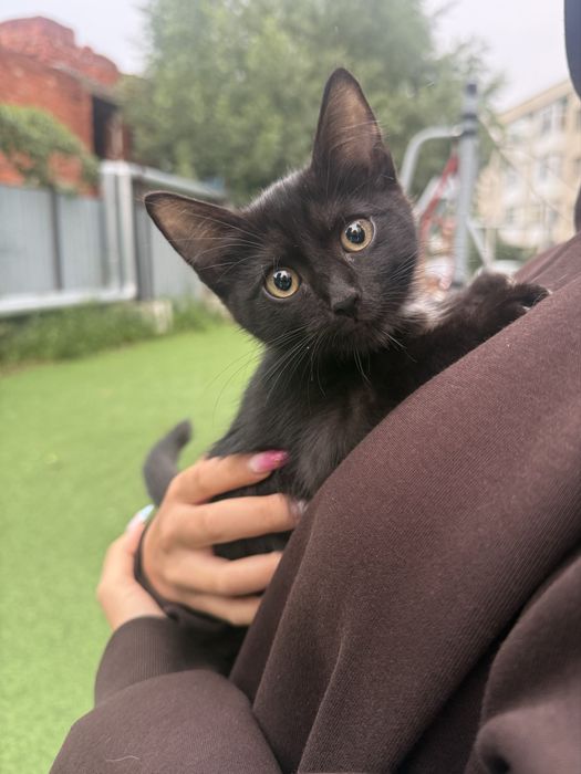 черный котенок девочка