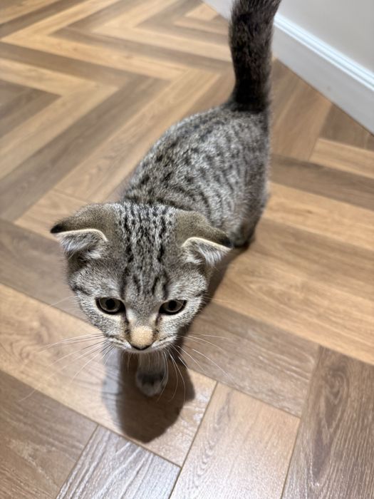 Котенок вислоухий