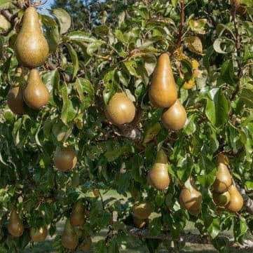 Vand pomi fructiferi columnari si normali ,vita de vie